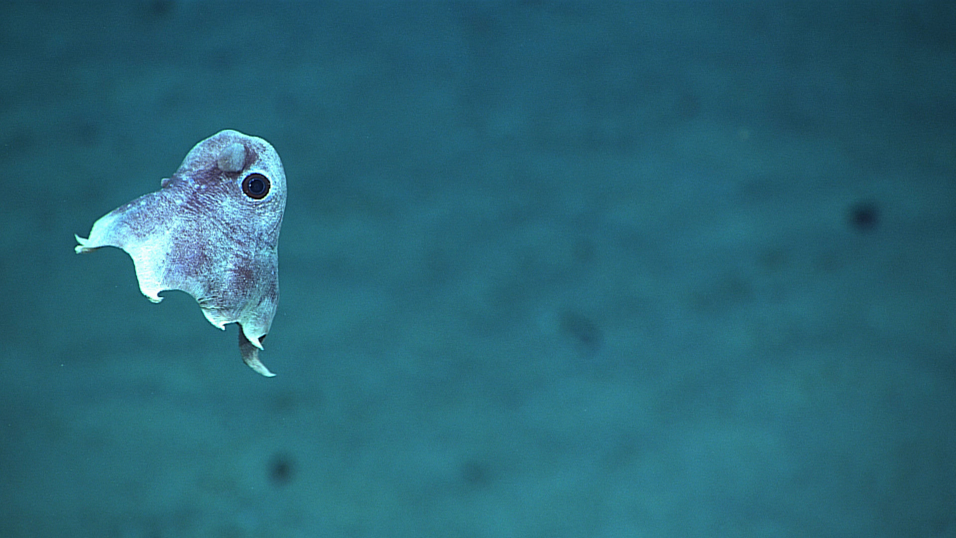 NOAA tiny dumbo octopus