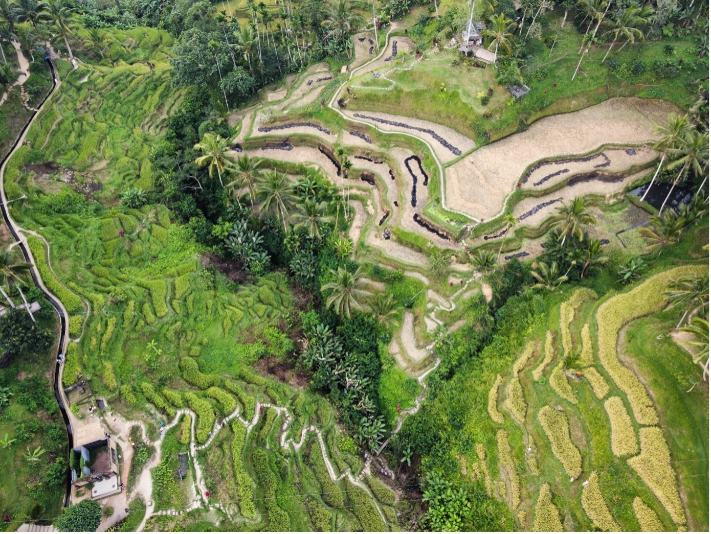 riziere Indonesie
